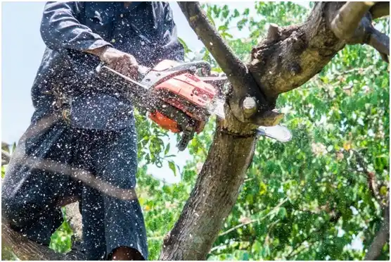 tree services Oconto